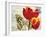 Carte Postale Tulip II-Amy Melious-Framed Art Print