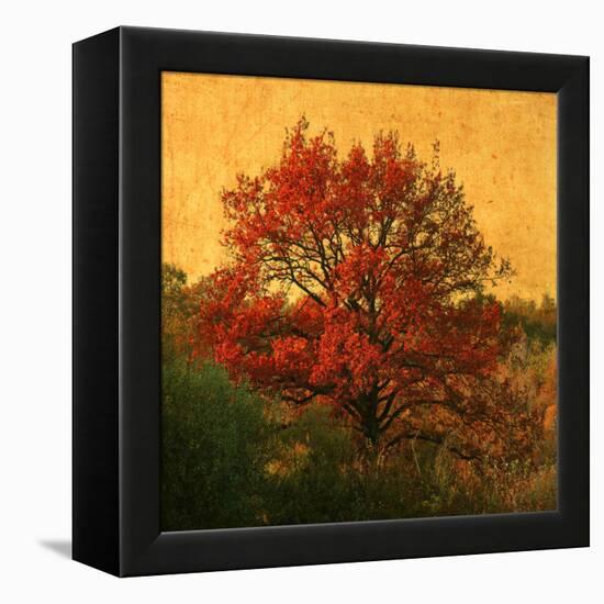 Carton Rouge-Philippe Sainte-Laudy-Framed Premier Image Canvas