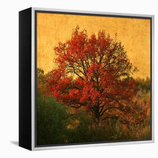 Carton Rouge-Philippe Sainte-Laudy-Framed Premier Image Canvas