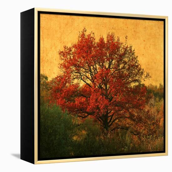 Carton Rouge-Philippe Sainte-Laudy-Framed Premier Image Canvas