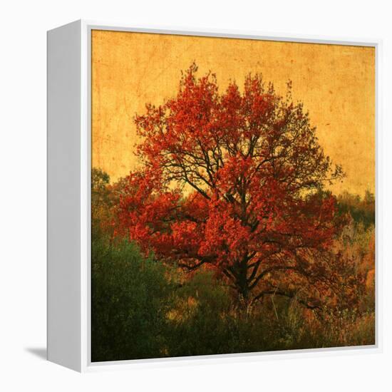 Carton Rouge-Philippe Sainte-Laudy-Framed Premier Image Canvas