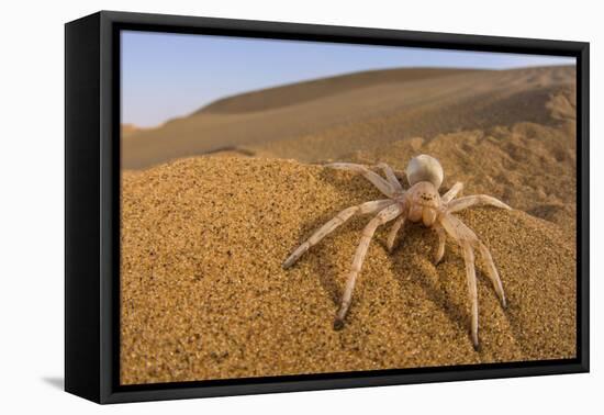 Cartwheeling spider (Carparachne sp.) in desert, Swakopmund, Namibia-Emanuele Biggi-Framed Premier Image Canvas