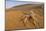 Cartwheeling spider (Carparachne sp.) in desert, Swakopmund, Namibia-Emanuele Biggi-Mounted Photographic Print