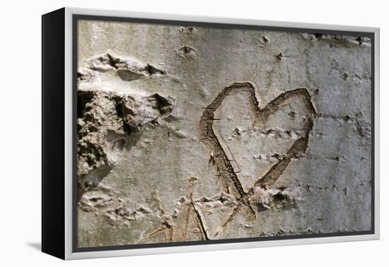 Carved Heart in Bark of a Tree-Brigitte Protzel-Framed Premier Image Canvas