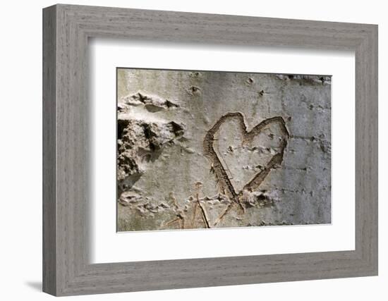 Carved Heart in Bark of a Tree-Brigitte Protzel-Framed Photographic Print