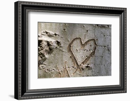 Carved Heart in Bark of a Tree-Brigitte Protzel-Framed Photographic Print