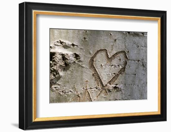 Carved Heart in Bark of a Tree-Brigitte Protzel-Framed Photographic Print