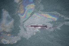 Aerial View of Humpback Whale (Megaptera Novaeangliae) Swimming Through Oil Slick-Carwardine-Framed Photographic Print