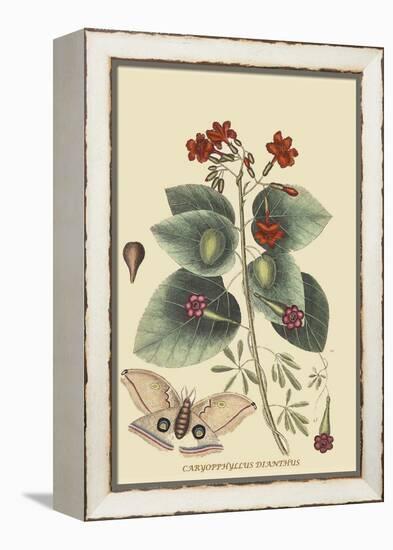 Caryophyllus - Dianthus and Moth-Mark Catesby-Framed Stretched Canvas