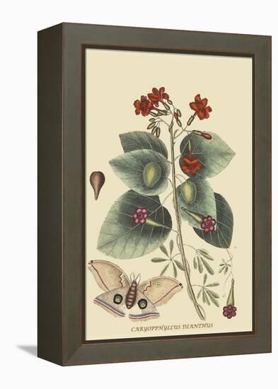 Caryophyllus - Dianthus and Moth-Mark Catesby-Framed Stretched Canvas