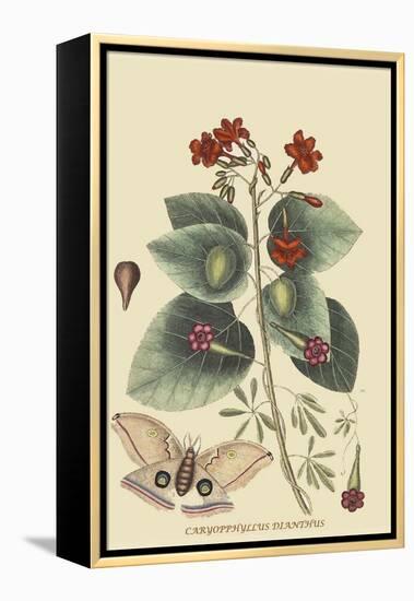 Caryophyllus - Dianthus and Moth-Mark Catesby-Framed Stretched Canvas