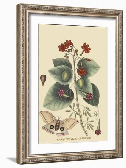 Caryophyllus - Dianthus and Moth-Mark Catesby-Framed Art Print