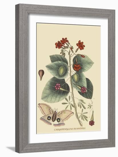 Caryophyllus - Dianthus and Moth-Mark Catesby-Framed Art Print