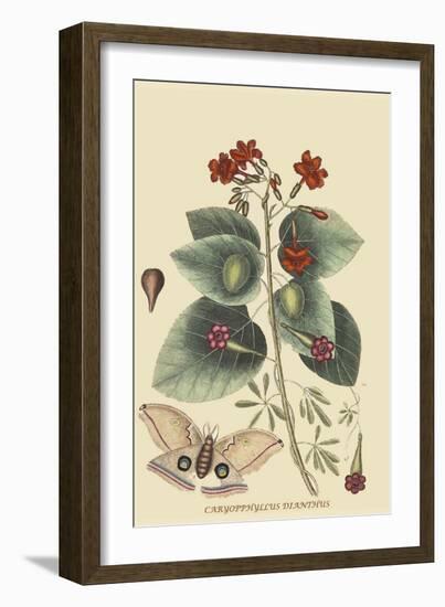 Caryophyllus - Dianthus and Moth-Mark Catesby-Framed Art Print