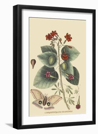 Caryophyllus - Dianthus and Moth-Mark Catesby-Framed Art Print