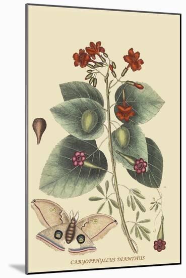 Caryophyllus - Dianthus and Moth-Mark Catesby-Mounted Art Print