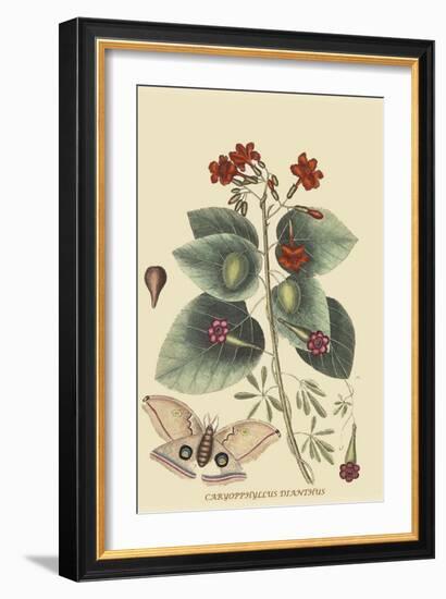 Caryophyllus - Dianthus and Moth-Mark Catesby-Framed Art Print