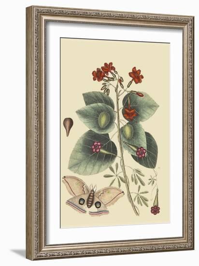 Caryophyllus - Dianthus and Moth-Mark Catesby-Framed Art Print