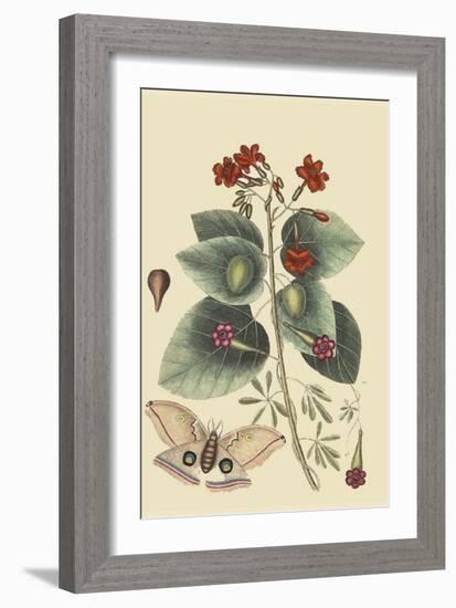 Caryophyllus - Dianthus and Moth-Mark Catesby-Framed Art Print