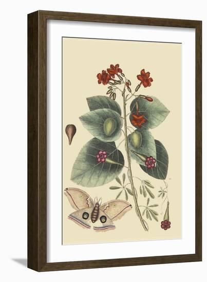 Caryophyllus - Dianthus and Moth-Mark Catesby-Framed Art Print