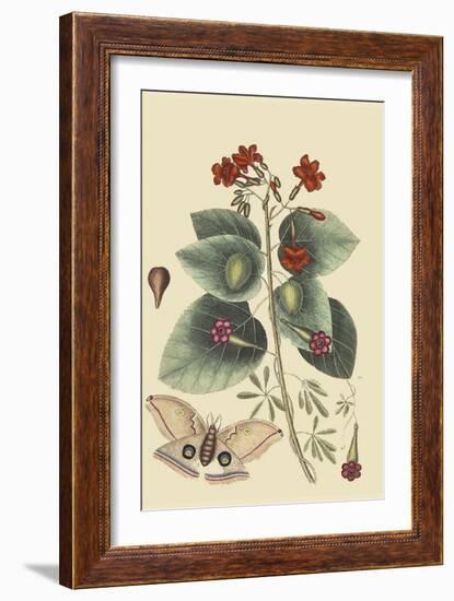 Caryophyllus - Dianthus and Moth-Mark Catesby-Framed Art Print