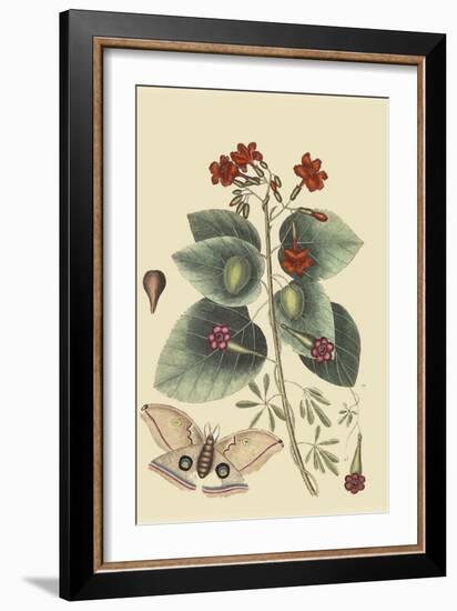 Caryophyllus - Dianthus and Moth-Mark Catesby-Framed Art Print