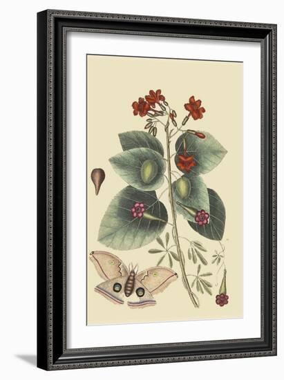 Caryophyllus - Dianthus and Moth-Mark Catesby-Framed Art Print