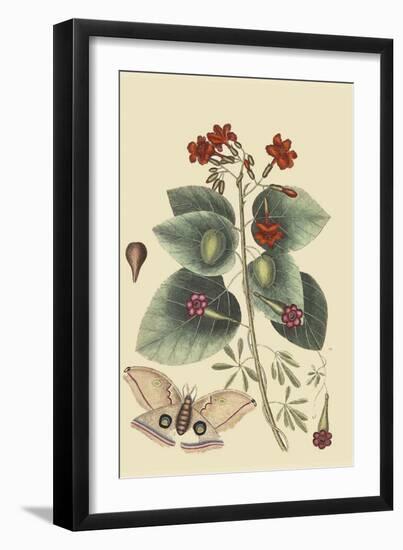 Caryophyllus - Dianthus and Moth-Mark Catesby-Framed Premium Giclee Print