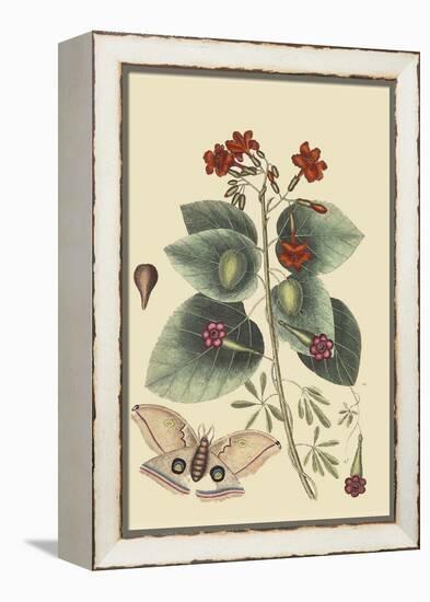 Caryophyllus - Dianthus and Moth-Mark Catesby-Framed Stretched Canvas