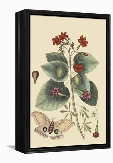 Caryophyllus - Dianthus and Moth-Mark Catesby-Framed Stretched Canvas