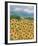 Casa Girasole-Hazel Barker-Framed Giclee Print