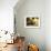 Casa Lleo Morera, Barcelona, Spain-null-Framed Photographic Print displayed on a wall