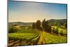 Casale Marittimo Village, Vineyards and Countryside Landscape in Maremma. Pisa Tuscany, Italy Europ-stevanzz-Mounted Photographic Print