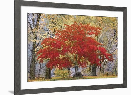 Cascade Fall Colors-Don Paulson-Framed Giclee Print