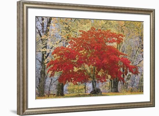 Cascade Fall Colors-Don Paulson-Framed Giclee Print
