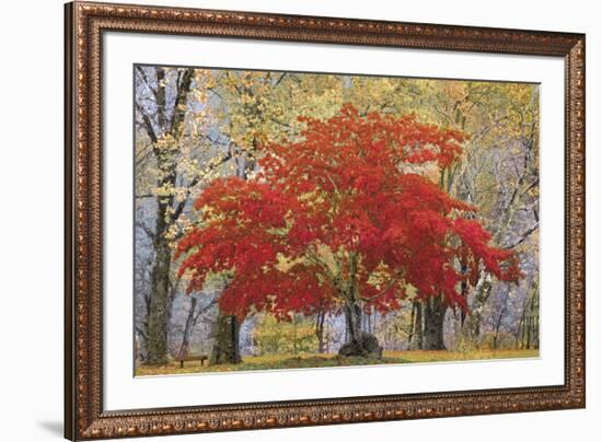 Cascade Fall Colors-Don Paulson-Framed Giclee Print