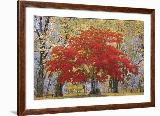 Cascade Fall Colors-Don Paulson-Framed Giclee Print