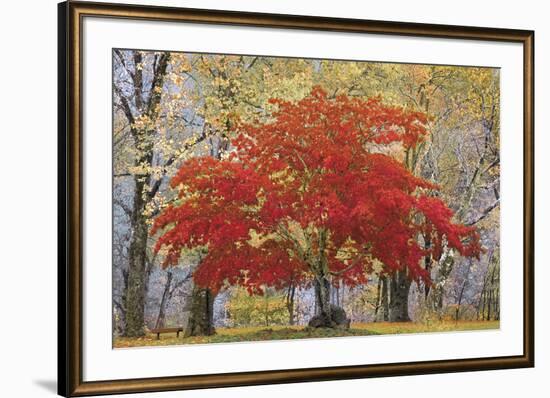 Cascade Fall Colors-Don Paulson-Framed Giclee Print