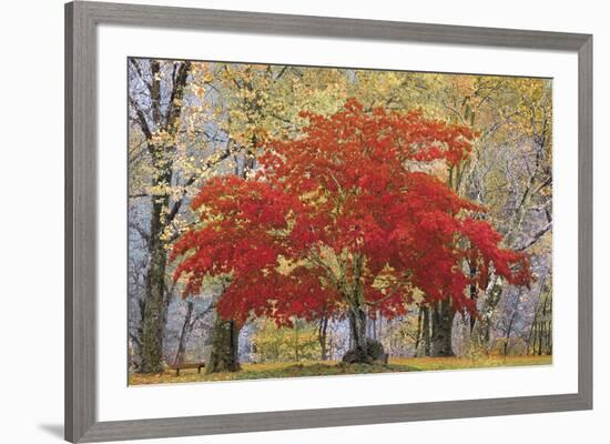 Cascade Fall Colors-Don Paulson-Framed Giclee Print