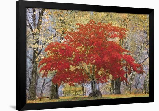 Cascade Fall Colors-Don Paulson-Framed Giclee Print