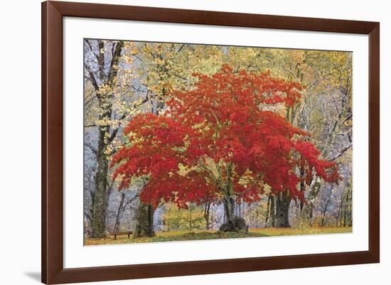 Cascade Fall Colors-Don Paulson-Framed Giclee Print