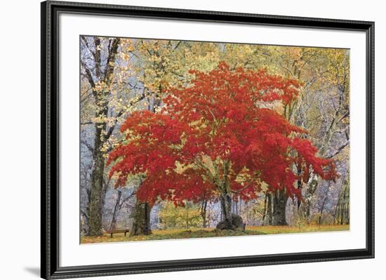 Cascade Fall Colors-Don Paulson-Framed Giclee Print