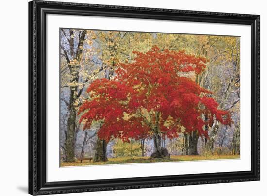 Cascade Fall Colors-Don Paulson-Framed Giclee Print