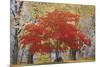 Cascade Fall Colors-Don Paulson-Mounted Giclee Print