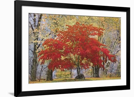 Cascade Fall Colors-Don Paulson-Framed Giclee Print