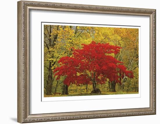 Cascade Mountains Fall Colors-Donald Paulson-Framed Giclee Print
