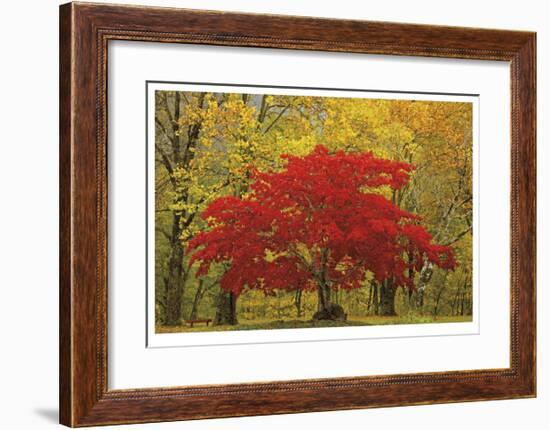 Cascade Mountains Fall Colors-Donald Paulson-Framed Giclee Print