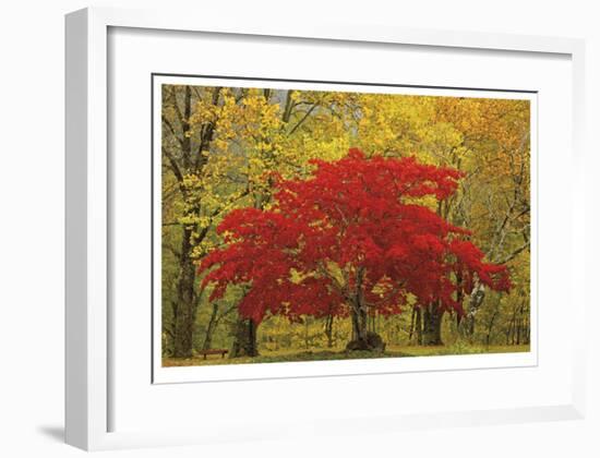 Cascade Mountains Fall Colors-Donald Paulson-Framed Giclee Print