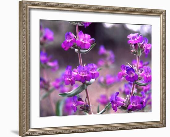 Cascade Penstemon in Painted Hills National Monument, Oregon, USA-Terry Eggers-Framed Photographic Print