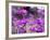 Cascade Penstemon in Painted Hills National Monument, Oregon, USA-Terry Eggers-Framed Photographic Print